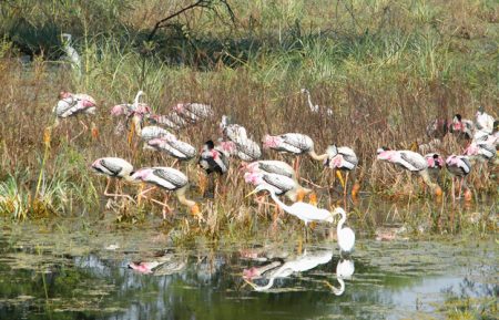 Delhi Bharatpur Day Tour