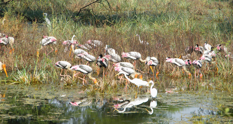 Delhi Bharatpur Day Tour