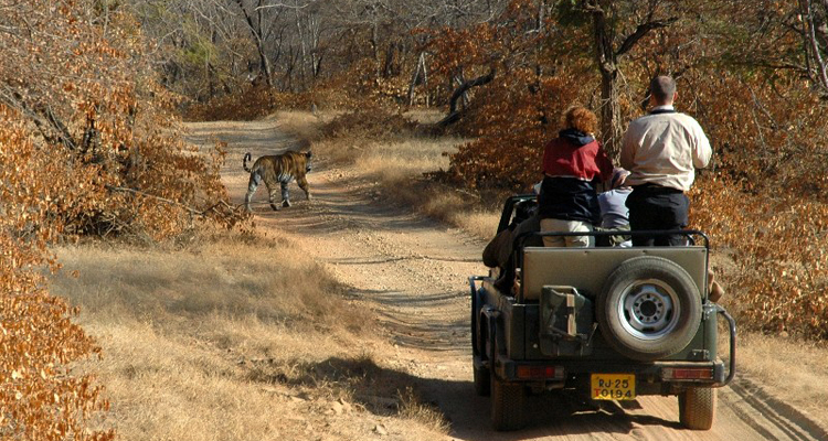 Golden Triangle Tour with Ranthambore