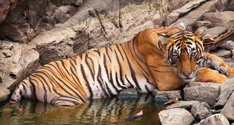 Rajasthan Wildlife Tour Package - Sariska, Ranthambhore & Bharatpur ...