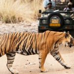 Wildlife Tiger Safari Tour