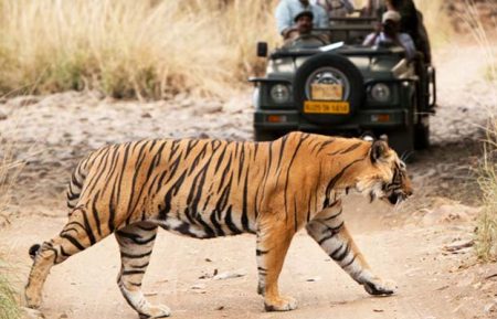 Wildlife Tiger Safari Tour