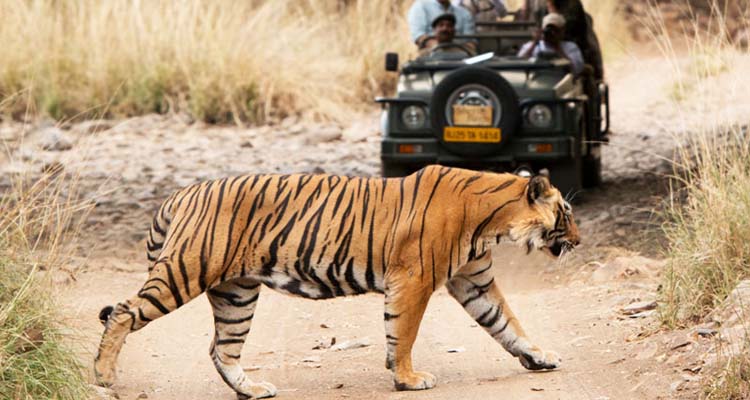 Wildlife Tiger Safari Tour