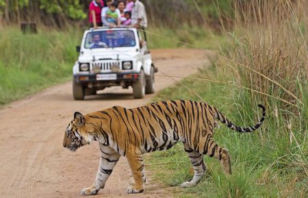 North India Wildlife Tour