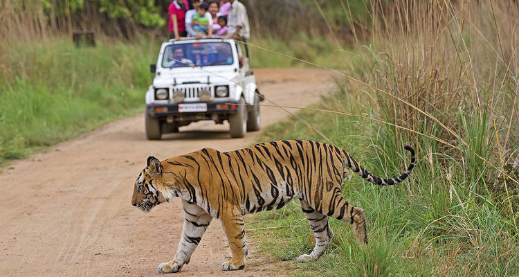 North India Wildlife Tour