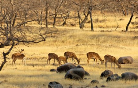 India Wildlife Tour with Temples