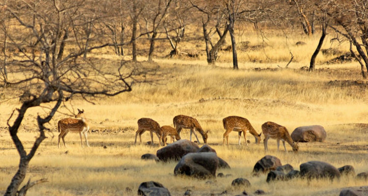 India Wildlife Tour with Temples