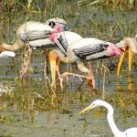 Birding with Taj Mahal