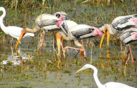 Birding with Taj Mahal