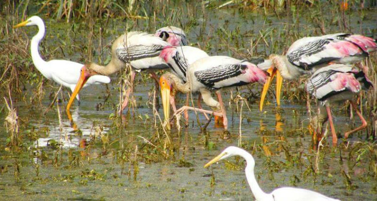 Birding with Taj Mahal