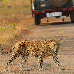 Indian Cultural & Wildlife Tour