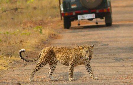 Indian Cultural & Wildlife Tour