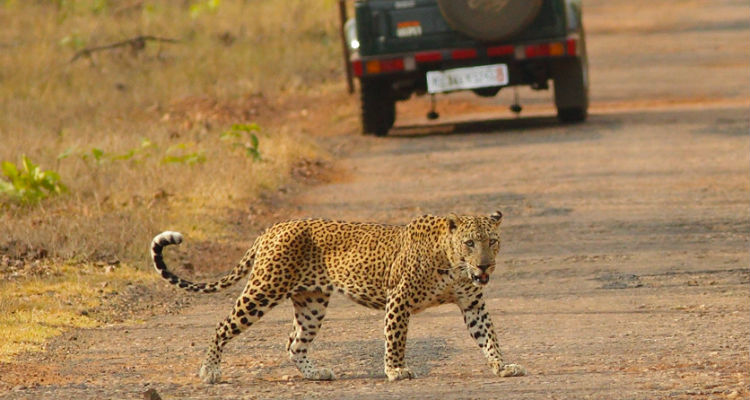 Indian Cultural & Wildlife Tour