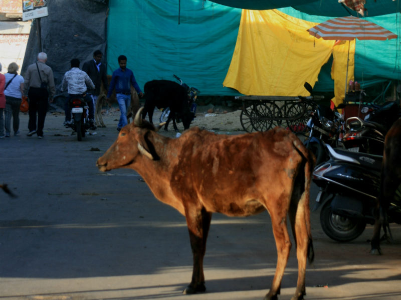 India Street Cow