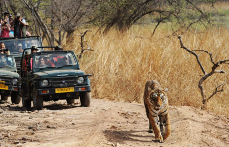 3 Days Delhi Ranthambore Tour