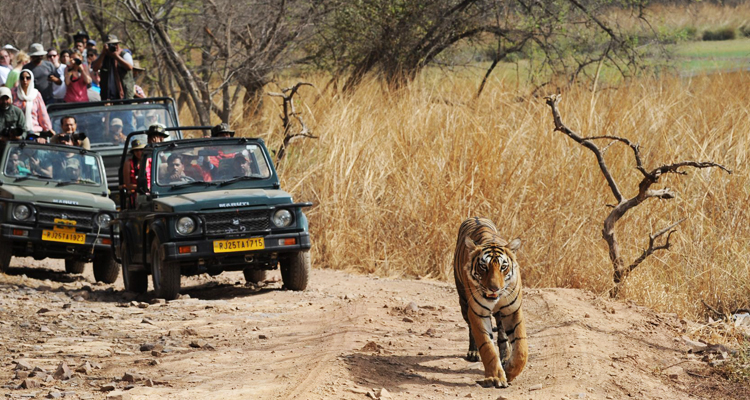 3 Days Delhi Ranthambore Tour