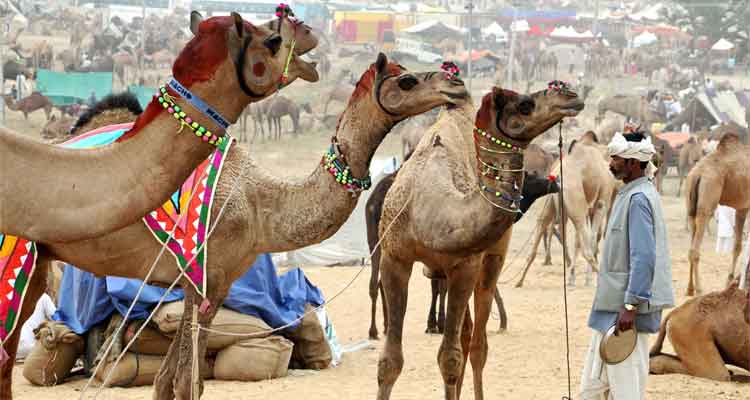 Pushkar Fair 2024