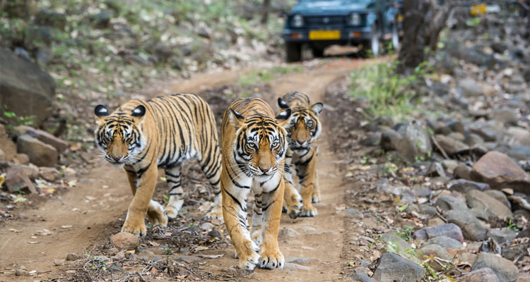 Ranthambore