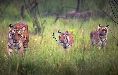 Delhi Jim Corbett Weekend Tour