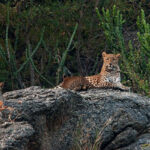 Rajasthan Tour With Jawai Leopard Safari