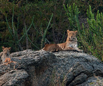 Rajasthan Tour With Jawai Leopard Safari