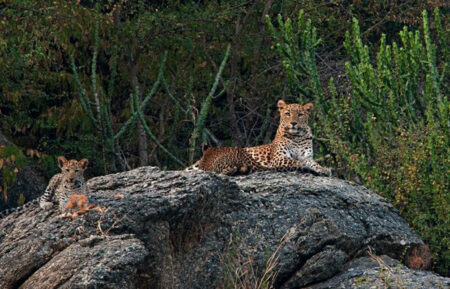 Rajasthan Tour With Jawai Leopard Safari
