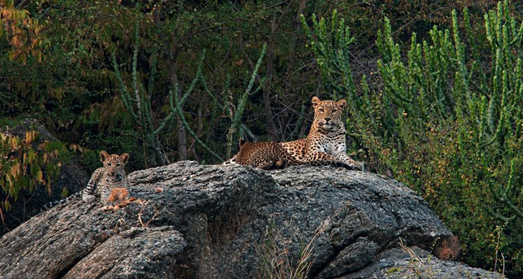 Rajasthan Tour With Jawai Leopard Safari