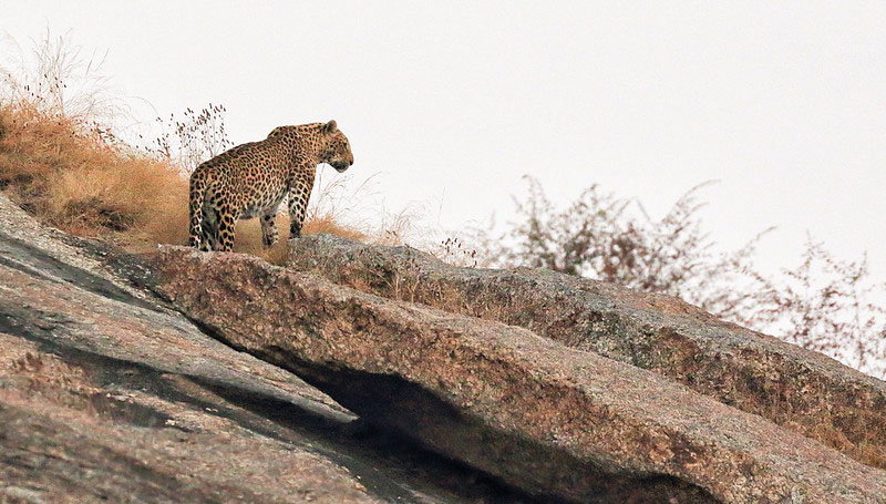 Jawai Bera Leopard Safari