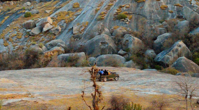 Jawai Bera Leopard Jeep Safari