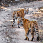 Rajasthan Tiger & Leopard Safari Tour