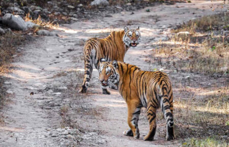 Rajasthan Tiger & Leopard Safari Tour