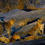 Ranthambore Tiger & Jawai Leopard Safari Tour