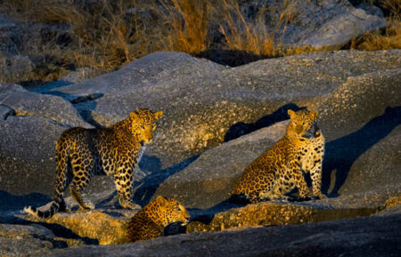 Ranthambore Tiger & Jawai Leopard Safari Tour