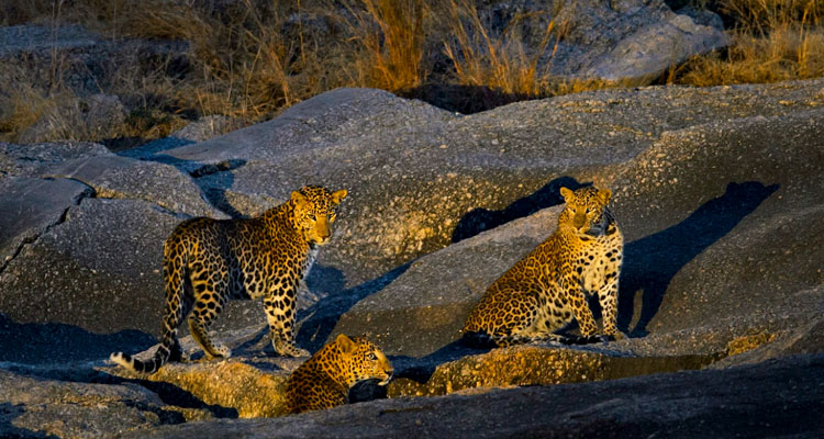 Ranthambore Tiger & Jawai Leopard Safari Tour