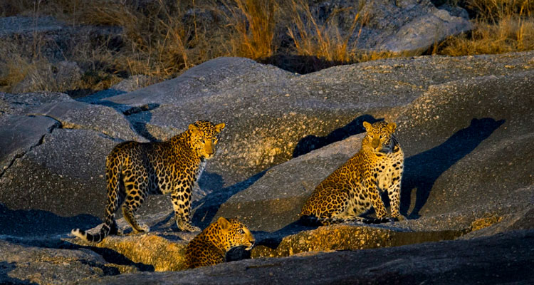 jawai leopard safari udaipur