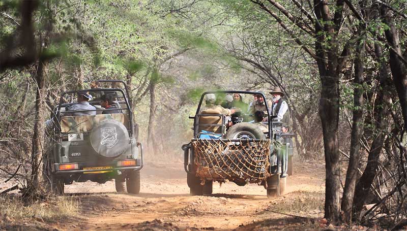 Jeep Safari at Ranthambore