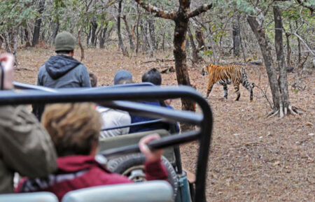 What makes a Ranthambore safari tour so special?
