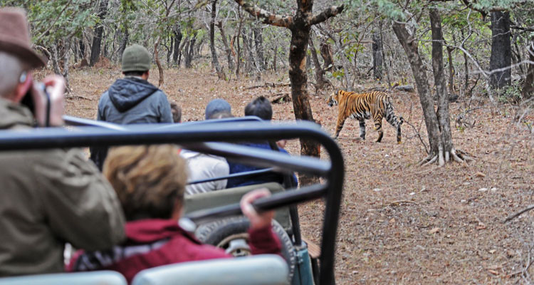 What makes a Ranthambore safari tour so special?