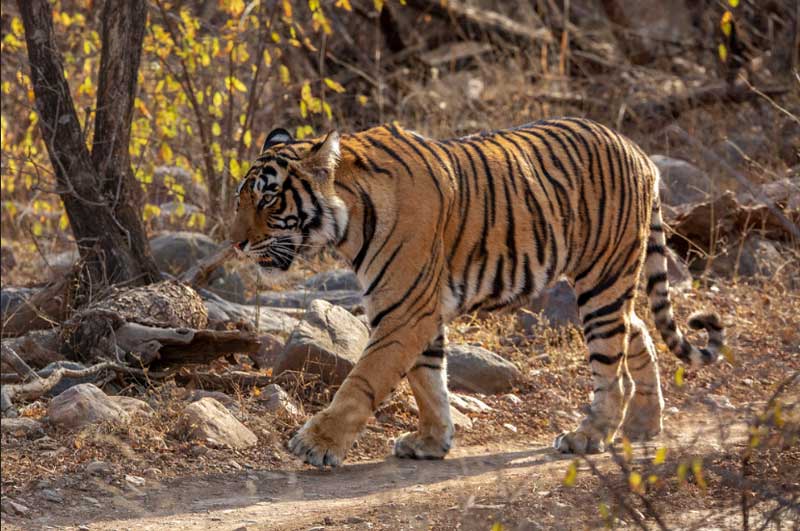 Royal Bengal Tiger