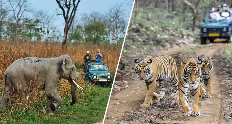 Jim Corbett Ranthambore tour with Agra