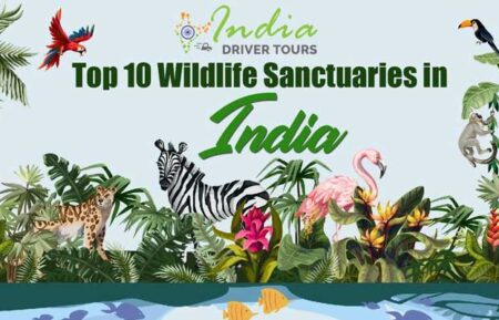 Discover the 10 Best Wildlife Sanctuaries in India