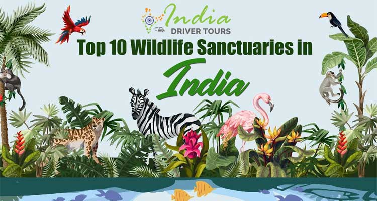 Discover the 10 Best Wildlife Sanctuaries in India